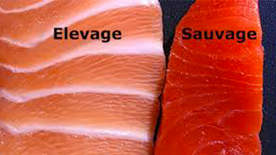 Le saumon d’élevage norvégien reconnu toxique - Manger Citoyen